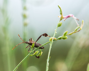 Eastern Leaf-footed Bug on a wildflower_2!