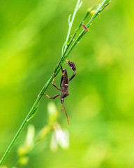 Eastern Leaf-footed Bug surrounded by green!