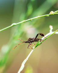 Eastern Leaf-footed Bug on a plant stem!