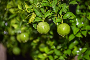 Unripe Green Oranges with Tree