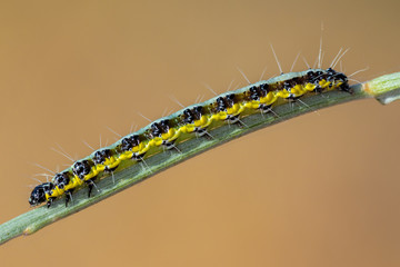 Pieris brassicae. Caterpillar in its natural environment.