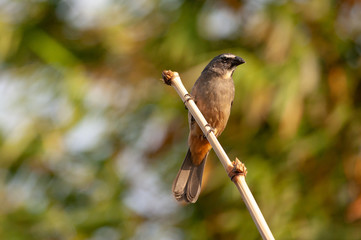 Grayish Saltator (Saltator coerulescens) perching on a branch, Costa Rica