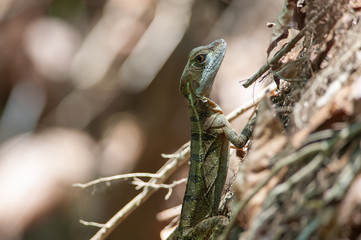 Common Basilisk (Basiliscus basiliscus) in Corcovado national park, Costa Rica