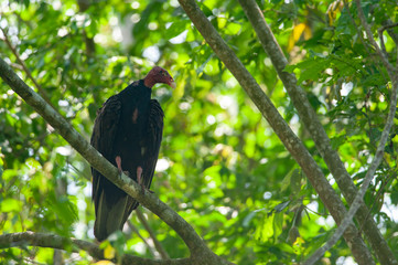 Turkey vulture (Cathartes aura) preching on a tree in Corcovado national park, Costa Rica