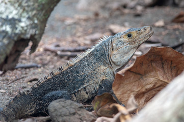 Black spiny-tailed iguana (Ctenosaura similis) in Corcovado National Park, Costa Rica