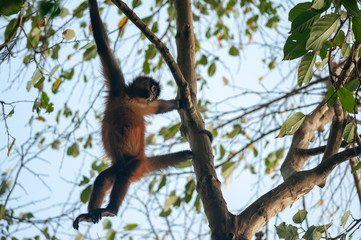 Geoffroy's spider monkey (Ateles geoffroyi) in Corcovado National Park, Costa Rica