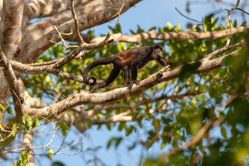 Mantled howler monkey (Alouatta palliata) in Corcovado National Park, Costa Rica