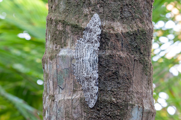 Giant moth Thysania agrippina on a coconut palm tree in Corcovado national park, Costa Rica