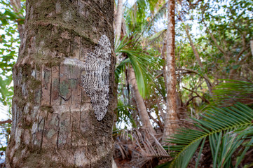 Giant moth Thysania agrippina on a coconut palm tree in Corcovado national park, Costa Rica
