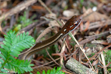 Adorned Graceful Brown Snake (Rhadinaea decorata) in a tropical rainforest, Costa Rica