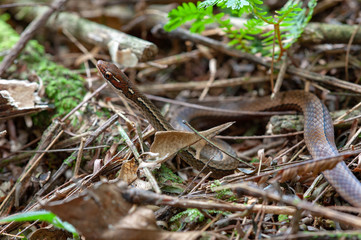 Adorned Graceful Brown Snake (Rhadinaea decorata) in a tropical rainforest, Costa Rica