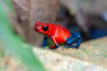 Strawberry Poison-Dart Frog (Oophaga pumilio) on a tree in tropical rainforest, Costa Rica
