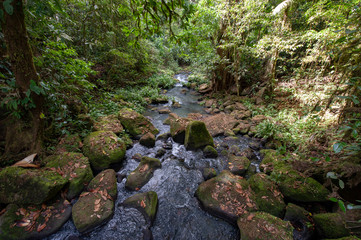 Naklejka na ściany i meble Stream in a tropical rainforest in Costa Rica