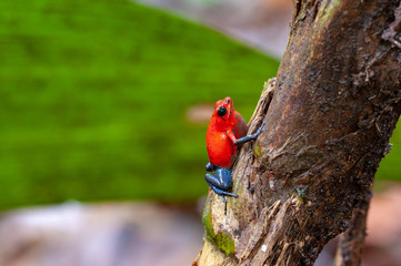Strawberry Poison-Dart Frog (Oophaga pumilio) on a tree in tropical rainforest, Costa Rica