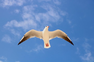 seagull in the sky