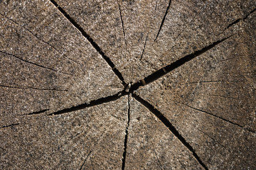 Cross-section of a tree trunk with cracks