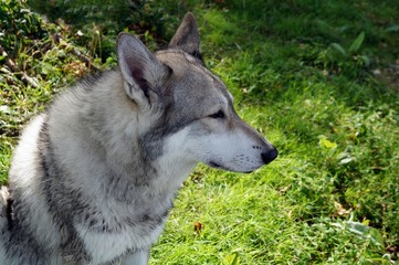 Wolfhund