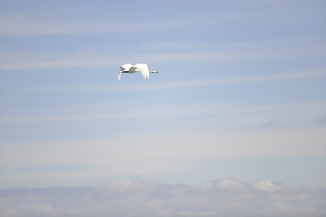 swan flying alone