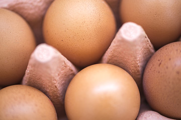 Eggs in a tray close up