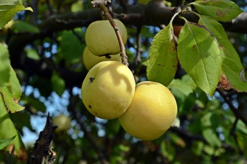 real green apples and leaves on an apple tree
