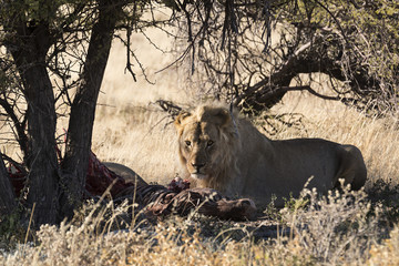 León comiéndose una cebra en Namibia, África.