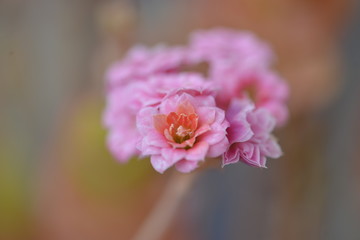 macro of pink flower