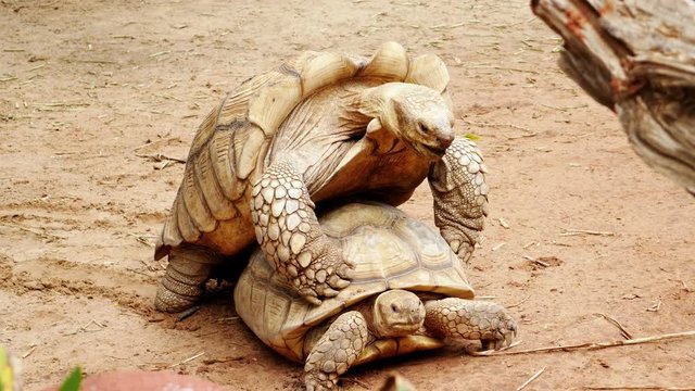 4k of Aldabra giant tortoise (Aldabrachelys gigantea) mating in the garden