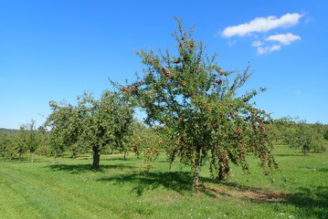 Apfelbäume auf einer Streuobstwiese in Esslingen