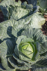 Obraz premium green cabbages on garden beds, sunny day