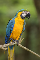 Blue-and-yellow Macaw - Ara ararauna, large beautiful colored parrot from South America forests and woodlands.