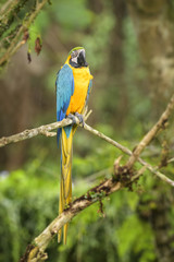 Blue-and-yellow Macaw - Ara ararauna, large beautiful colored parrot from South America forests and woodlands.