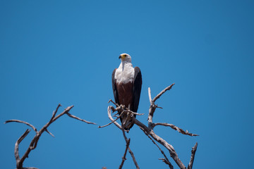African Fish Eagle in Chobe National Park, Botswana