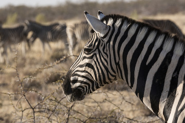 Cabeza de cebra en Namibia, África.