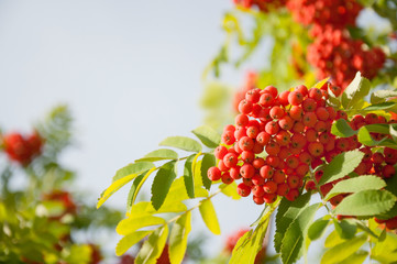 Ripe red rowan berries in bunches. Rowan tree with fruit berries in the forest. Space for text.