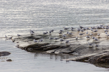 Seagulls in the coast of Tadoussac