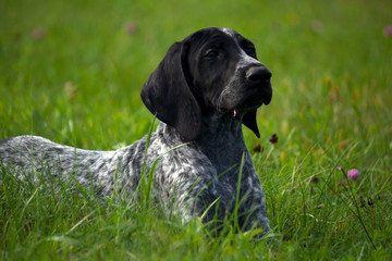 german shorthaired pointer, kurtshaar one spotted black puppy  lying on green grass, muzzle in profile, evening, close-up portrait,