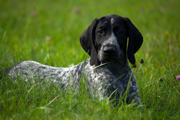 german shorthaired pointer, kurtshaar one spotted black puppy  lying on green grass, face turned to camera, evening, close-up portrait,