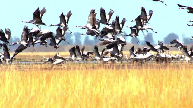 a flock of white-headed cranes