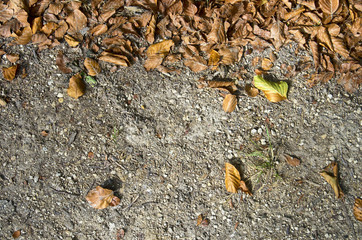 autumn leaves on the ground