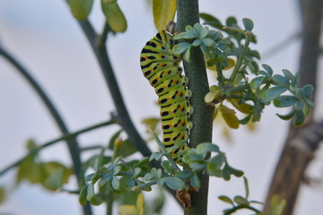 Papilio polyxenes