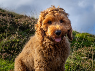 A young red Cockapoo puppy enjoying being on the open hillside in Scotland amongst the heather