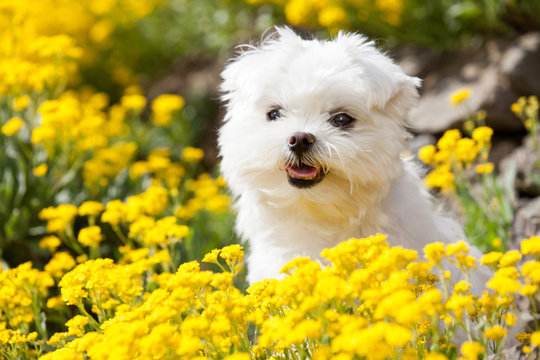 Portrait of nice young maltese dog