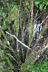 Waldbach naturbelassen