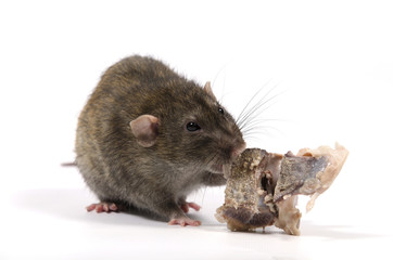 Rat gnaws bone.