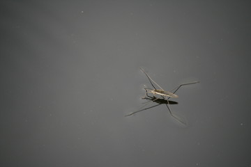 Wasserläufer / Oberflächenspannung 1