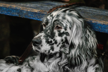 Portrait of a spaniel who looks into the distance thoughtfully