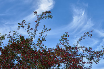 red briarberries against the sky