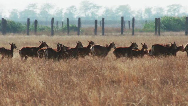 a herd of wild goats