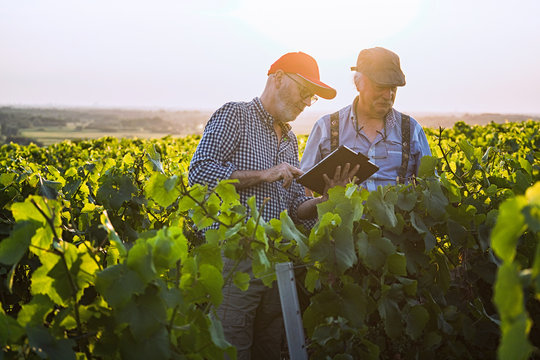 Winegrowers using a tablet, in their vines at sunset.