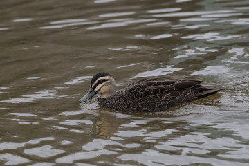 Pacific Black Duck (Anas superciliosa) race 